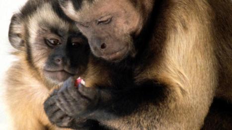 Un rappel à la loi après la saisie de deux primates à Calais | Biodiversité | Scoop.it