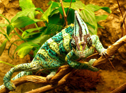 Leadership Perspective: To Ride the Wave, or Lead the Wave | Leading Forward | Scoop.it