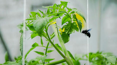 &Agrave; La R&eacute;union, une abeille sauvage introduite dans les serres pour polliniser les tomates | EntomoScience | Scoop.it