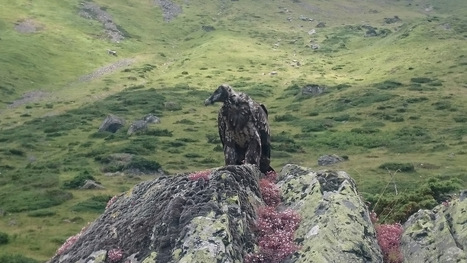 Faire-part de naissance d'un gypaète barbu dans la Réserve naturelle régionale d'Aulon  | Vallées d'Aure & Louron - Pyrénées | Scoop.it