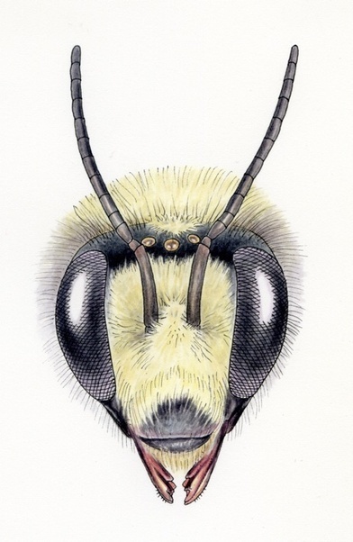 Bombus Heads | Insect Archive | Scoop.it