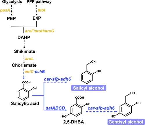 Establishment of Novel Biosynthetic Pathways for the Production of Salicyl Alcohol and Gentisyl Alcohol in Engineered Escherichia coli - ACS Synthetic Biology | RMH | Scoop.it