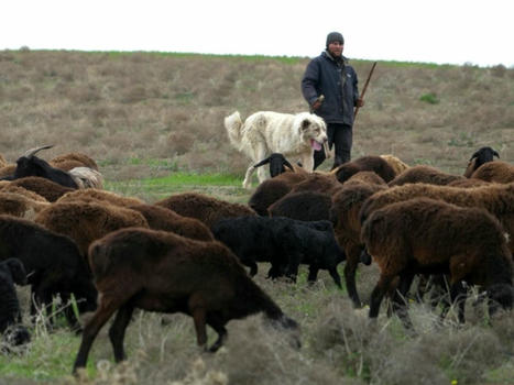 Le mouton géant du Tadjikistan, allié de l'environnement | SCIENCES DE L' ANIMAL | Scoop.it