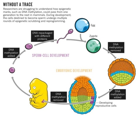 Epigenetics: The sins of the father | Plant and Seed Biology | Scoop.it