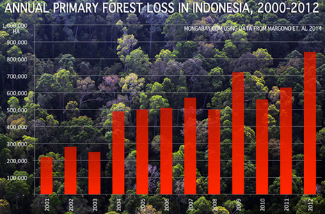 Indonesia lost 8.8m ha (22m acres) of forest in the 2000s, generating 7 billion tons of CO2 | BIODIVERSITY IS LIFE  – | Scoop.it