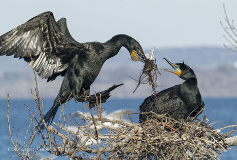 Cormorant nesting behaviour - Thomas Stirr Photography | Mirrorless Cameras | Scoop.it