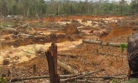 As 2019 Amazon fires die down, Brazilian deforestation roars ahead | RAINFOREST EXPLORER | Scoop.it