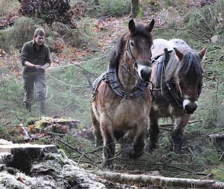 D&eacute;bardage cheval environnement | Cheval et Nature | Scoop.it