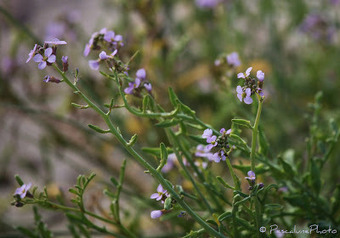 Flore de Camargue: Cakile maritima, Cakilier maritime | Camargue Nature | Scoop.it