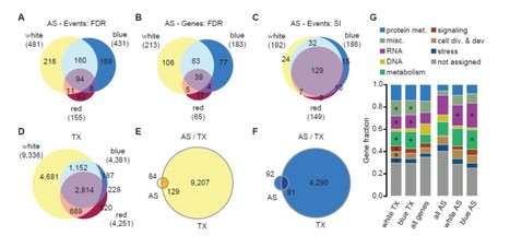 Alternative Splicing Substantially Diversifies the Transcriptome during Early Photomorphogenesis and Correlates with the Energy Availability in Arabidopsis | The Plant Cell | Scoop.it