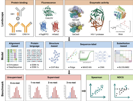 CombinGym: a benchmark platform for machine learning-assisted design of combinatorial protein variants | brvai | RMH | Scoop.it