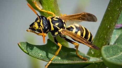 Intelligence des insectes : l’union c’est la force ? | ECOLOGIE - ENVIRONNEMENT | Scoop.it