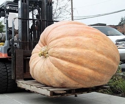 Giant Pumpkins-You Can Grow 'em Too!!: 13 Steps (with Pictures) | Daily DIY | Scoop.it