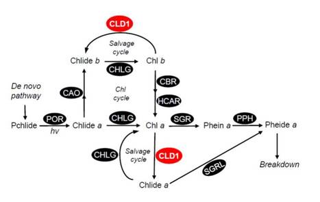 Identification of Chlorophyll Dephytylase Involved in Chlorophyll Turnover in Arabidopsis | The Plant Cell | Scoop.it