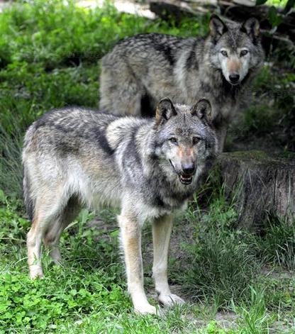Vosges: pas un loup, mais une meute ! | Loup | Scoop.it
