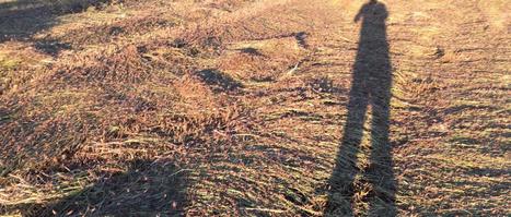 Une invasion de "sauterelles" en Sardaigne inquiète les agriculteurs | Les Colocs du jardin | Scoop.it