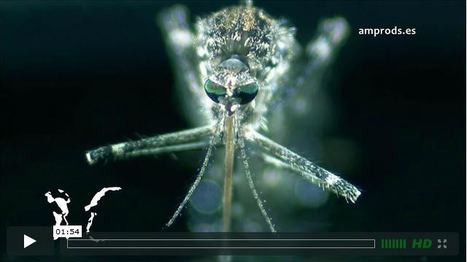 [Vidéo] Quand le moustique sort de l'eau | Variétés entomologiques | Scoop.it