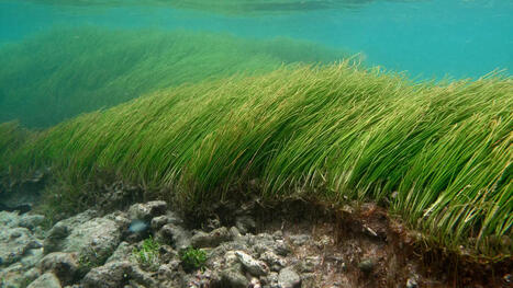 Apr&egrave;s Chido, la renaissance des herbiers | &Eacute;cosyst&egrave;mes Tropicaux | Scoop.it