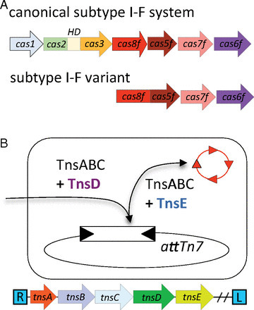 Recruitment of CRISPR-Cas systems by Tn7-like transposons PNAS | RMH | Scoop.it