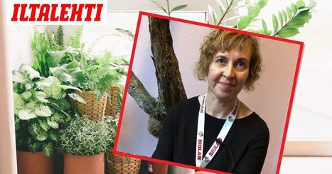 Maija on vaikea kasvi - tästä syystä! | 1Uutiset - Lukemisen tähden | Scoop.it