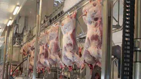 Belgique. Veviba: l'abattoir Adriaens à Zottegem modifie son CA et espère récupérer des supermarchés | La Gazette des abattoirs | Scoop.it