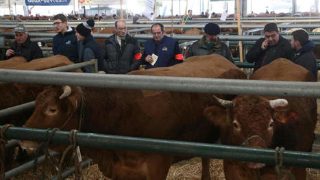 Parthenay : le concours d'animaux de boucherie confirmé en décembre | Actualité Bétail | Scoop.it