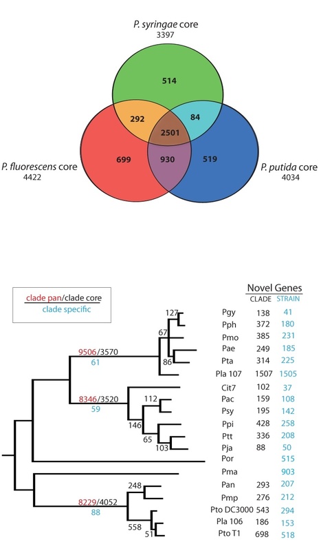 The Tree of Life: The story behind Pseudomonas syringae comparative genomics / pathogenicity paper | Plant Pathogenomics | Scoop.it