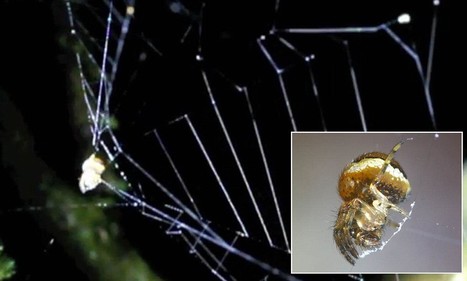 Amazing video reveals how an Amazonian spider uses its web as a SLINGSHOT ... - Daily Mail | RAINFOREST EXPLORER | Scoop.it
