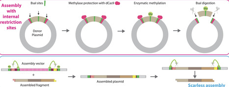 UniClo: scarless hierarchical DNA assembly without sequence constraint | nar | RMH | Scoop.it