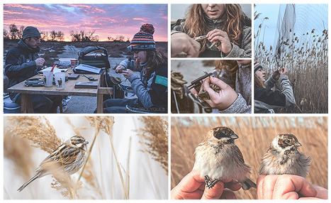 Un Bruant des roseaux pas comme les autres ! | Camargue Nature | Scoop.it