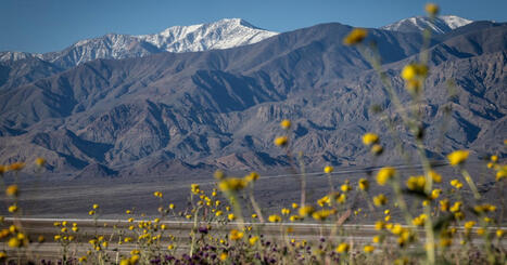Death Valley sees its most spectacular superbloom in a decade | Coastal Restoration | Scoop.it