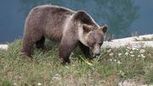 L’ours observé en Engadine a été identifié | Pastoralisme Ours Loups Lynx | Scoop.it