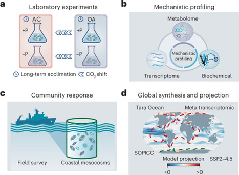 Ocean acidification reshapes phytoplankton phosphorus metabolism under phosphate-limited conditions | Ngeo | RMH | Scoop.it
