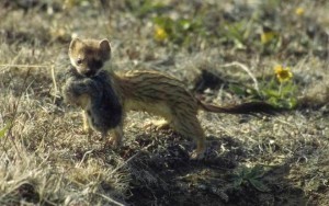 Greenland Lemmings’ Collapse Pushes Predators to Brink | Dr. Goulu | Scoop.it