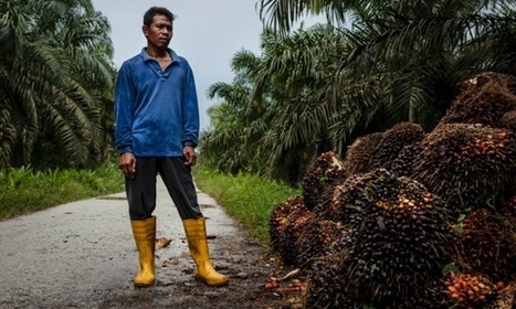 From rainforest to your cupboard: the real story of palm oil - interactive | Sustainability resources for the Australian Curriculum | Scoop.it