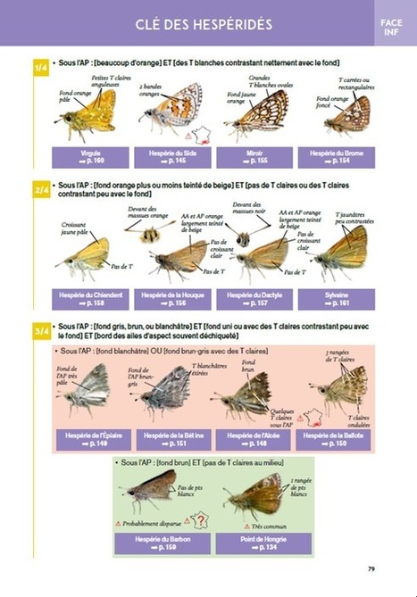 Guide pratique des Papillons de France | Insect Archive | Scoop.it