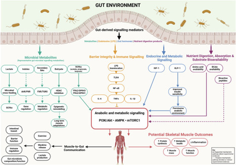 Fermented protein foods as modulators of the gut-muscle axis: mechanisms, evidence, and future directions | ComB | RMH | Scoop.it