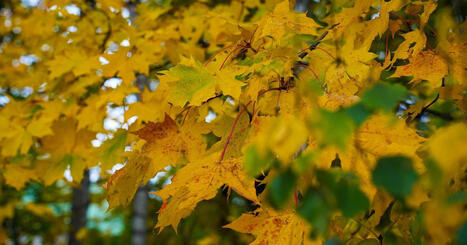 Video: Bright light could be the secret to surviving Finland's darkest months | Yle News | Yle | A1Uutiset | Scoop.it