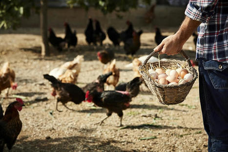 How did PFAS contaminate the organic egg supply chain? Feed suppliers weigh in - FoodNavigator.com | Agents of Behemoth | Scoop.it