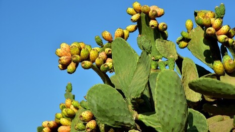 ALGERIE - C’est l’heure des figues de Barbarie | CIHEAM Press Review | Scoop.it