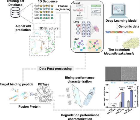 Deep learning-guided discovery and engineering of binding peptides for accelerated enzymatic degradation of polyethylene terephthalate | tin | RMH | Scoop.it