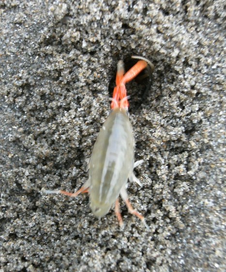 Megalorchestia californiana | Sandy Beach Ecology & Management | Scoop.it