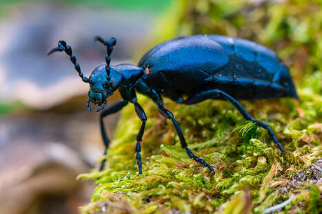 Un col&eacute;opt&egrave;re imite l&rsquo;odeur d&rsquo;une fleur pour pi&eacute;ger des abeilles | EntomoNews | Scoop.it