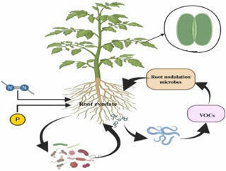 Drought mitigation in plants through root exudate-mediated rhizosphere interactions: Opportunities for future research - ScienceDirect | Plant-Microbe Symbiosis | Scoop.it