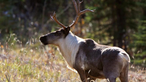 Caribou : l’industrie forestière mécontente de l’empressement du ministre Guilbeault | Ils parlent de nous ! | Scoop.it