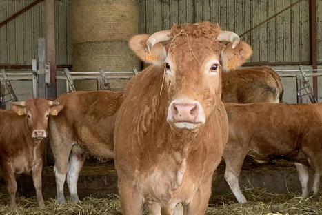 Moins de bovins pour réduire les gaz à effet de serre ? Un rapport "vécu comme une blessure pour les éleveurs" | Actualité Bétail | Scoop.it