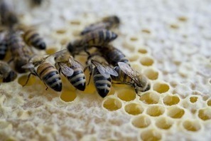 Colloque : « Journées de la recherche apicole » du 5 au 6 février 2014 à Paris | Paysage - Agriculture | Scoop.it