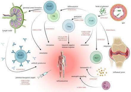 What do we know about co-stimulatory and co-inhibitory immune checkpoint signals in ankylosing spondylitis? | Clinical and Experimental Immunology | Oxford Academic | Rheumatology-Rhumatologie | Scoop.it