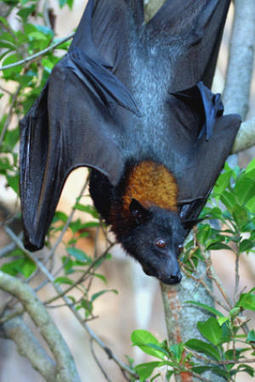 Bat brains parse sounds for multitasking | Science News | Scoop.it