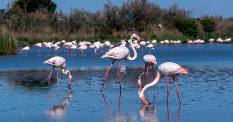 Espèces menacées : des actions de restauration spectaculaires sont possibles, selon le WWF | ECOLOGIE - ENVIRONNEMENT | Scoop.it